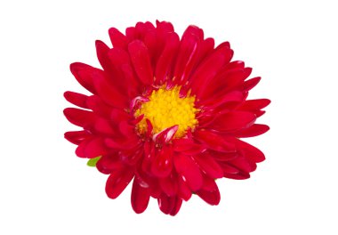 Aster kırmızı