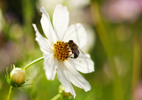 Blomma med ett bi — Stockfoto