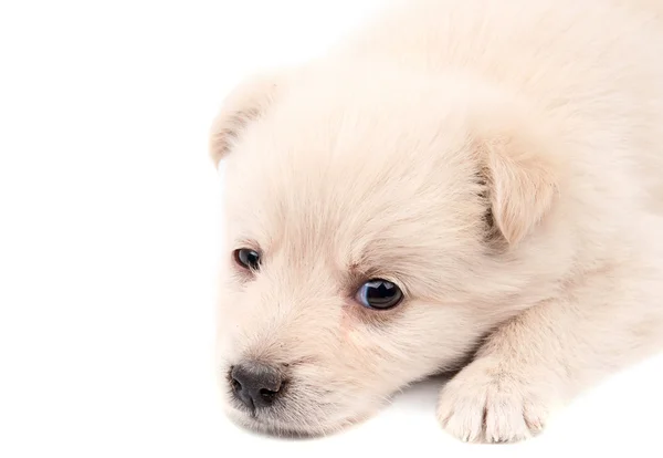 Cachorro beige —  Fotos de Stock