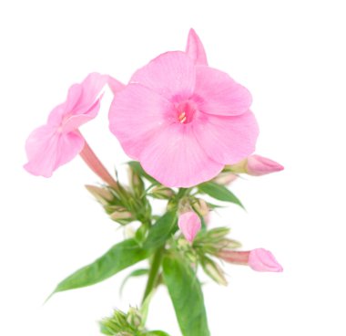 Phlox çiçekler