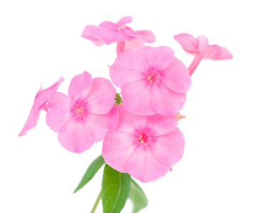 Phlox çiçekler