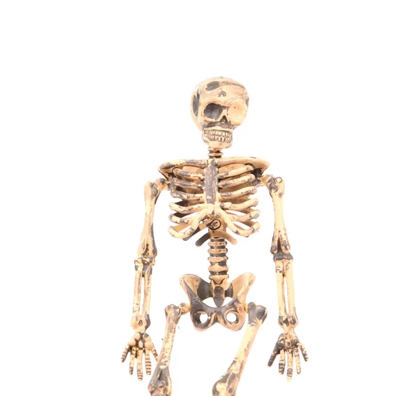Skeleton — Stock Photo, Image