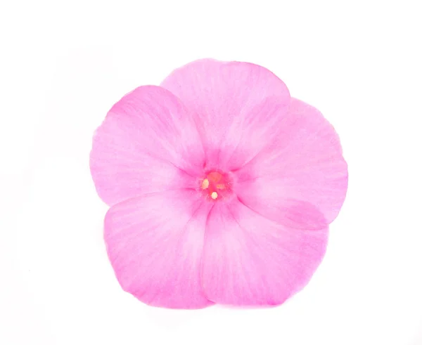 Phlox flowers — Stock Photo, Image