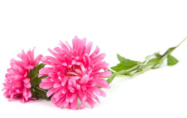 pembe dalya