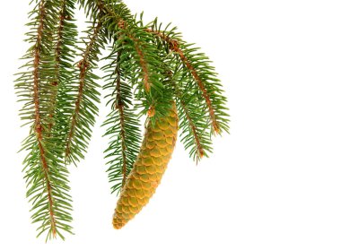 Twig with fir cone clipart