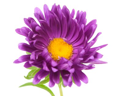 Aster clipart