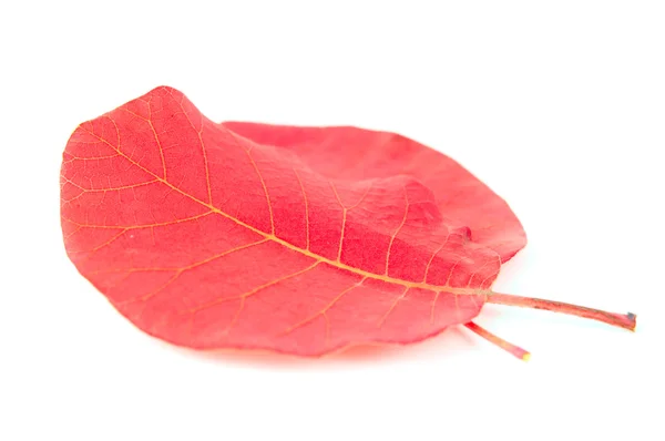 Červené podzimní listy — Stock fotografie