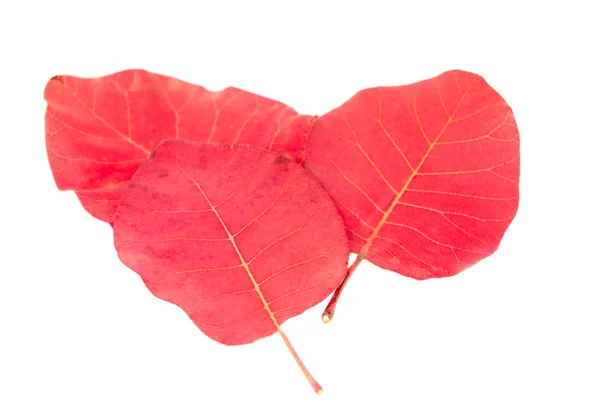 Hojas rojas de otoño — Foto de Stock