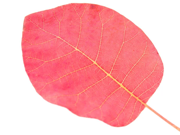 Folhas vermelhas de outono — Fotografia de Stock