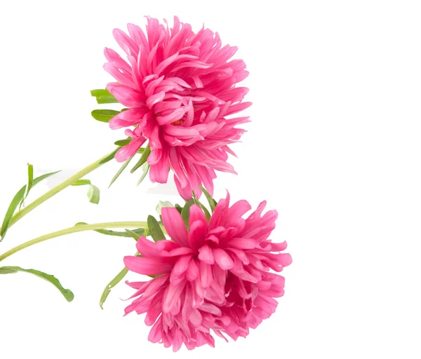 Pink aster — Stock Photo, Image