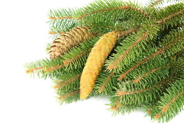 Twig met fir conus — Stockfoto