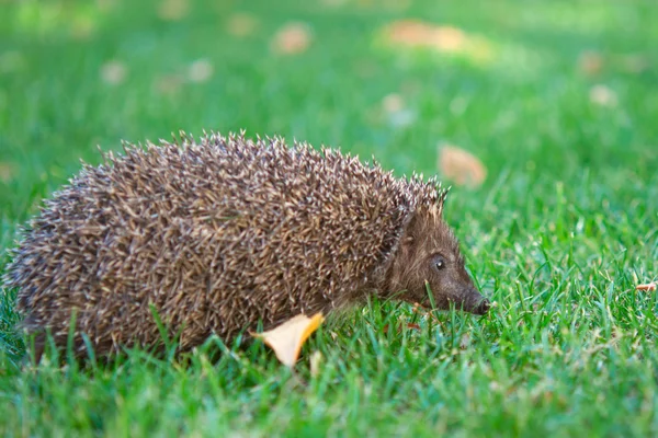 Little hedgehog in the grass — Stock Photo, Image