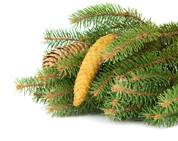 Twig met fir conus Stockfoto