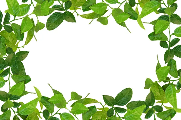 Creative frame made of spring leaves — Stock Photo, Image