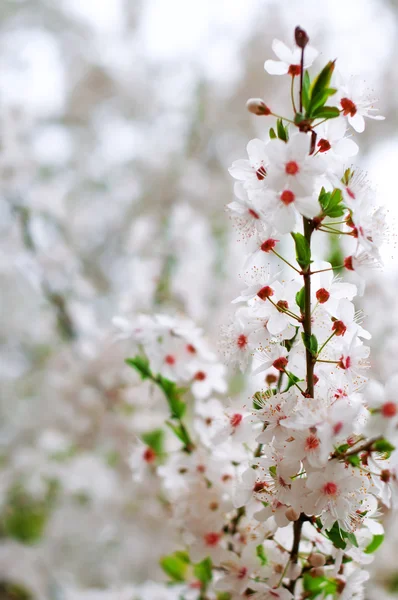Rama de árbol con flores — Foto de Stock