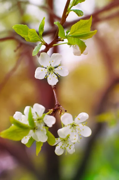 Jonge kersenbloesem in de lente — Stockfoto