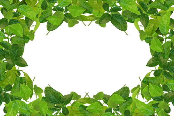 Creative frame made of spring leaves — Stock Photo, Image