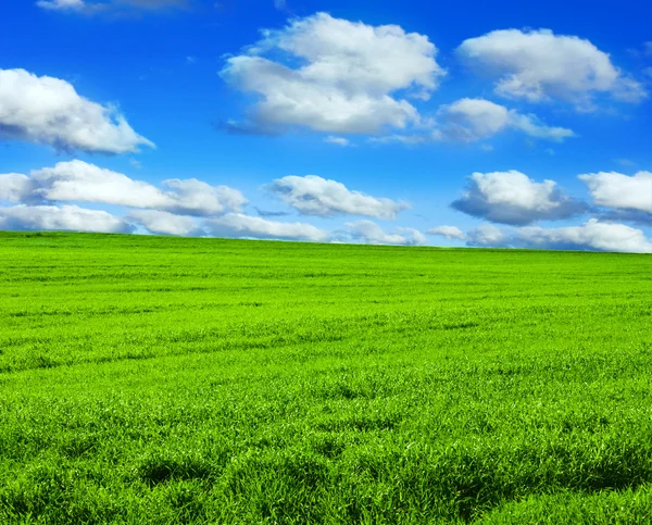 Grönt fält Stockfoto