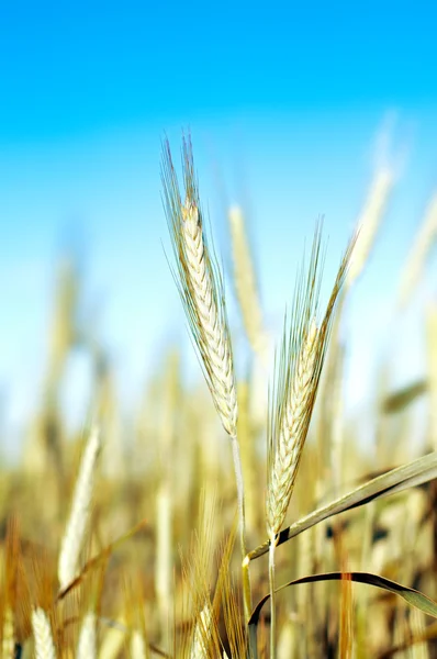 Wheat over blue sky — Stock Photo, Image