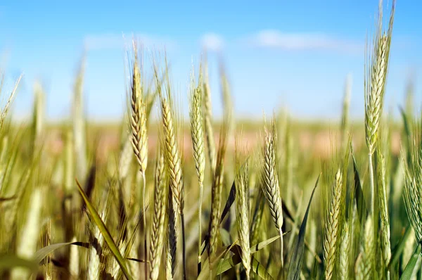 Pšenice nad modrá obloha — Stock fotografie