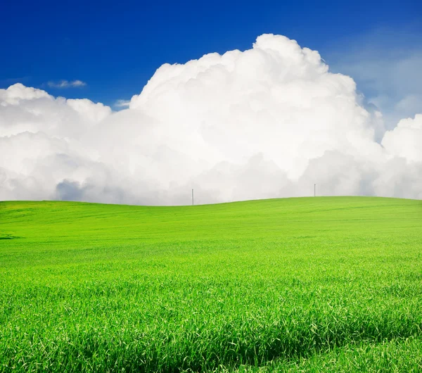 Field of grass and perfect blue sky Royalty Free Stock Images