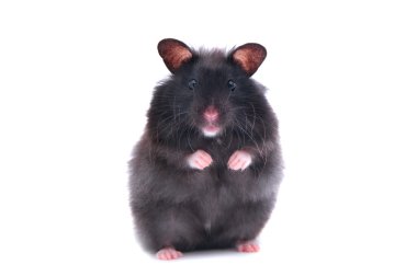 Black hamster clipart