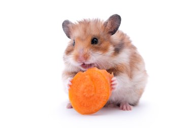 Hamster isolated clipart