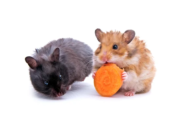 Twee hamsters — Stockfoto