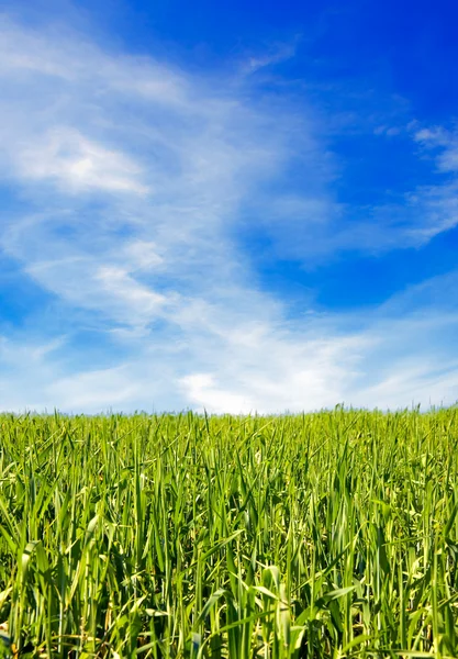 Pole trawy i błękitne niebo — Zdjęcie stockowe