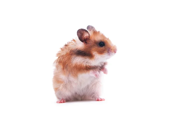 Hamster isolado em branco — Fotografia de Stock