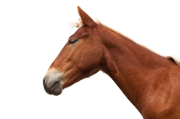 stock image Horse head isolated