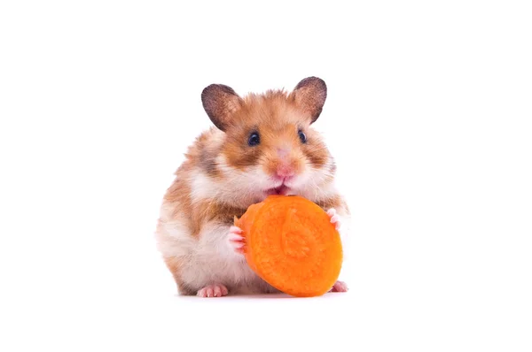 Hamster em branco — Fotografia de Stock