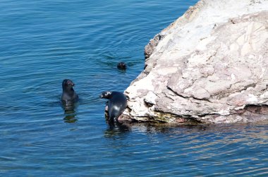 Baikal seal on rest. Russia clipart