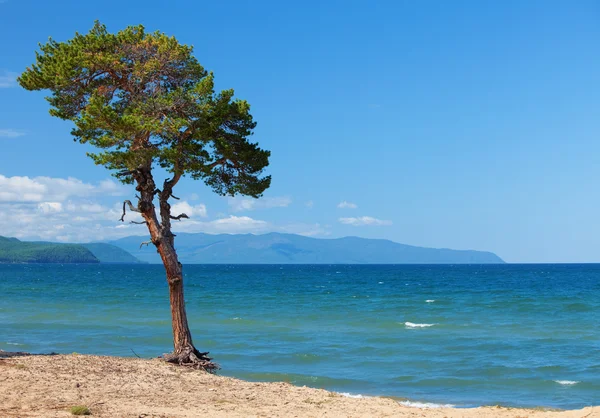 stock image Lake Baikal. Lonely tree ashore