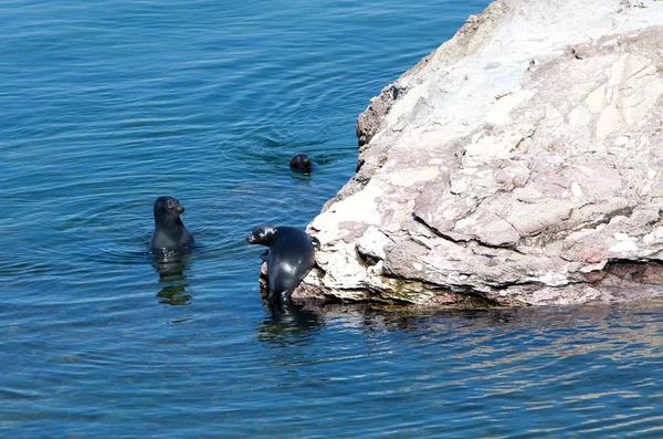 Baikal seal on rest. Russia Stock Photo