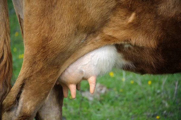 Udder of a cow — Stock Photo, Image