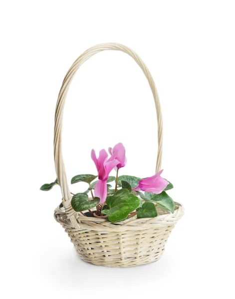 Pink cyclamen flower in basket — Stock Photo, Image