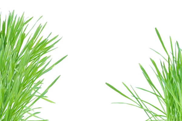 Grönt gräs isolerat på vita — Stockfoto