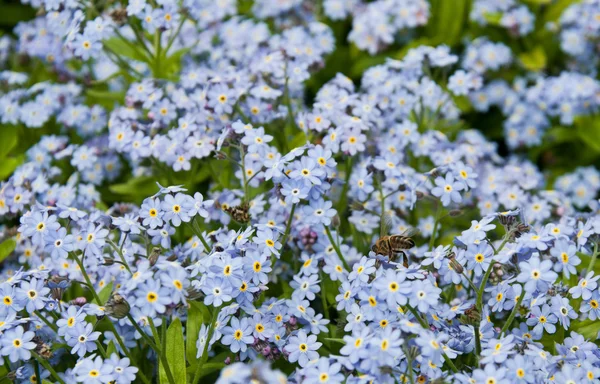 Blue flowers and bee — Stock Photo, Image