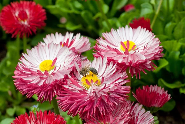 Bijen op een roze bloem — Stockfoto