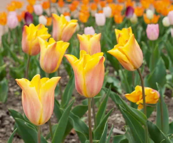 Beautiful red yellow tulips — Stock Photo, Image