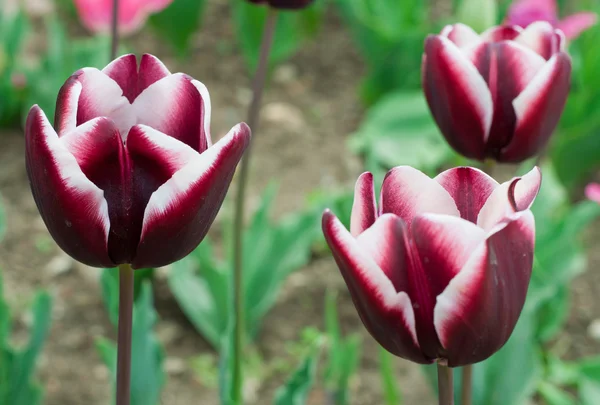 Beautiful pink white tulips — Stock Photo, Image