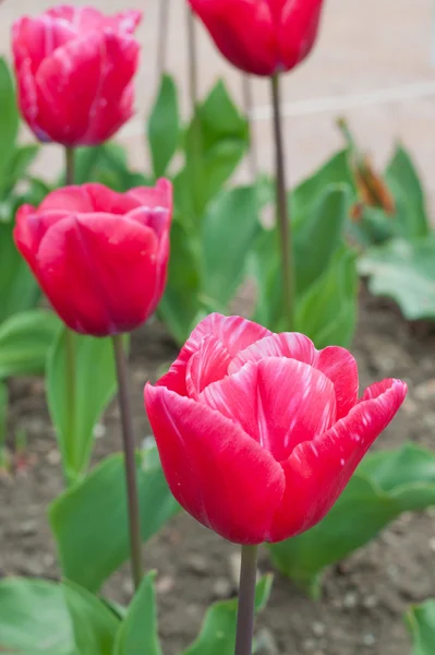 Beautiful pink tulips — Stock Photo, Image