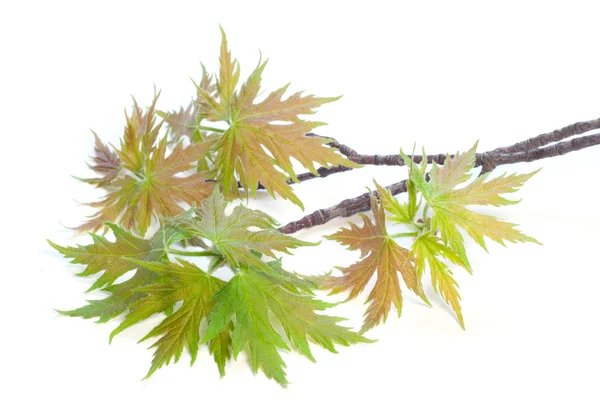 树叶和细枝的枫叶 — 图库照片