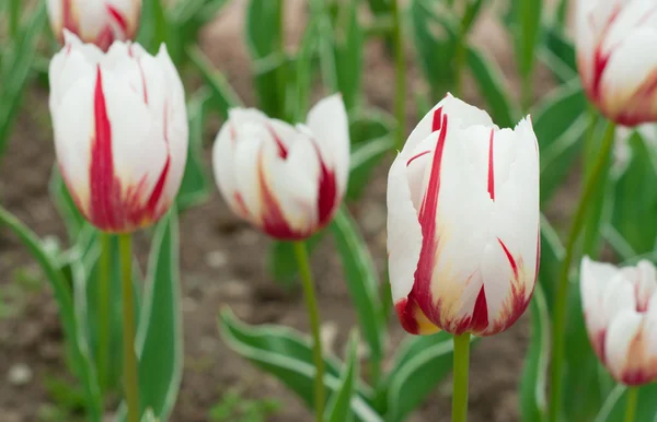 Beautiful red white tulips — Stockfoto