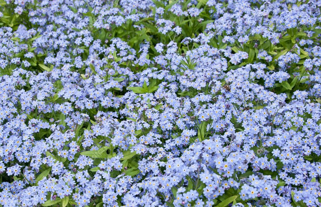 Blue flowers — Stock Photo © nataly0288dp #5623868