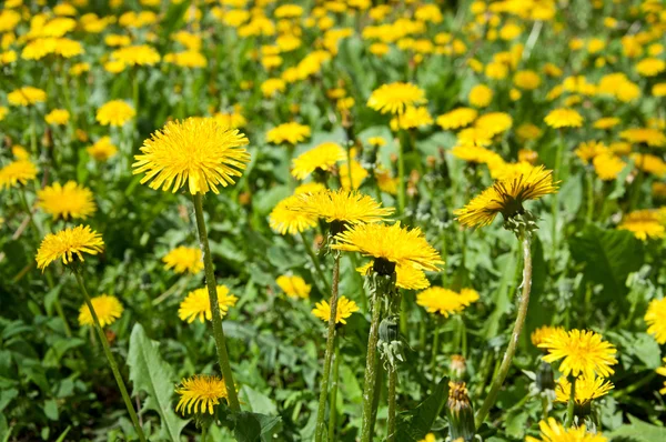 Meadow of yellow dandelions — Stock Photo, Image
