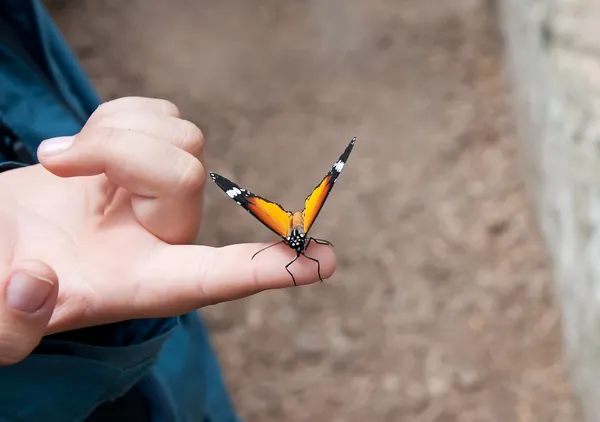 Schmetterling auf Kinderhand — Stockfoto