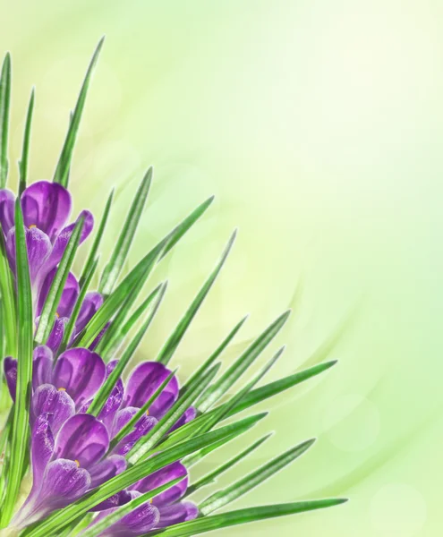 Lilac flower crocus background — Stock Photo, Image