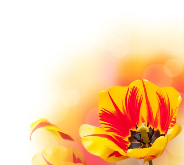 Bela borda tulipa — Fotografia de Stock